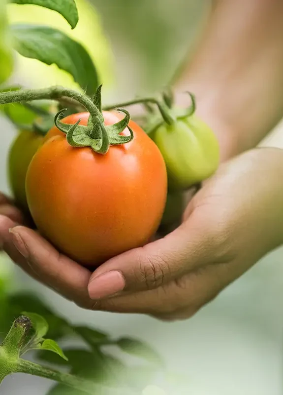 female-hand-holding-tomato-organic-farm