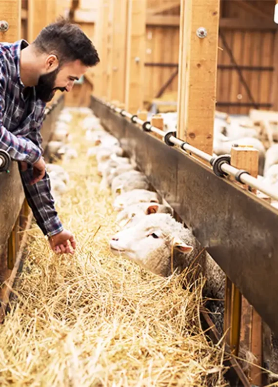 livestock-farmer-sheep-1